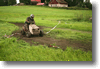 himos_2008_29.gif