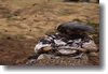 pornainen_2010_123.gif