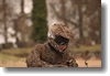 pornainen_2010_235.gif